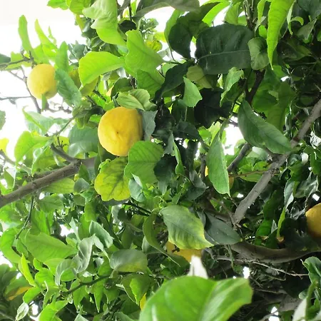 Georgia Aparthotel Paphos