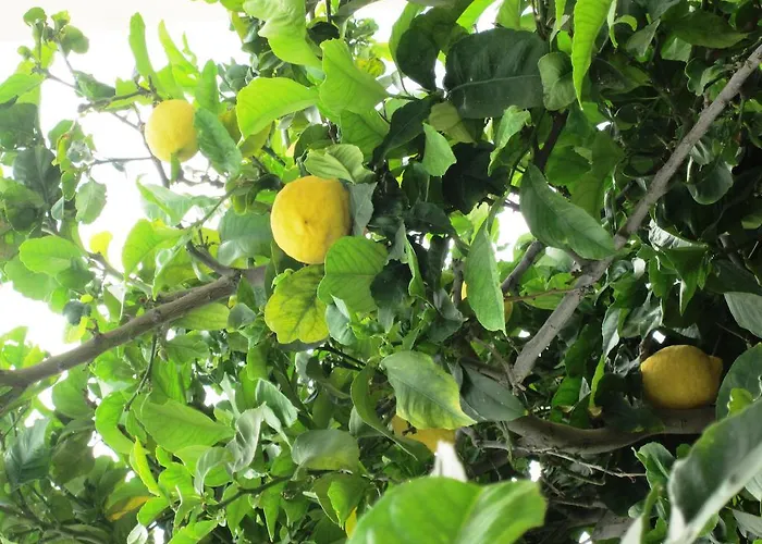 Georgia Apartahotel Paphos