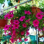 Georgia 3* Paphos