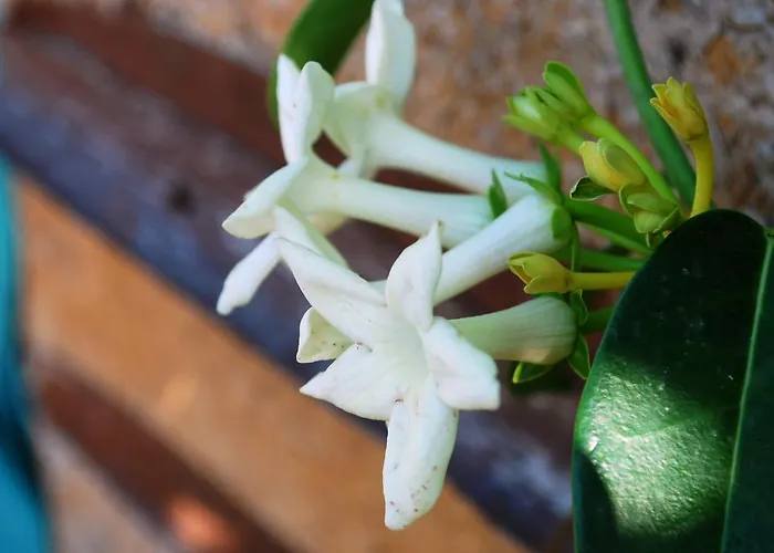 Apartmanhotel Georgia